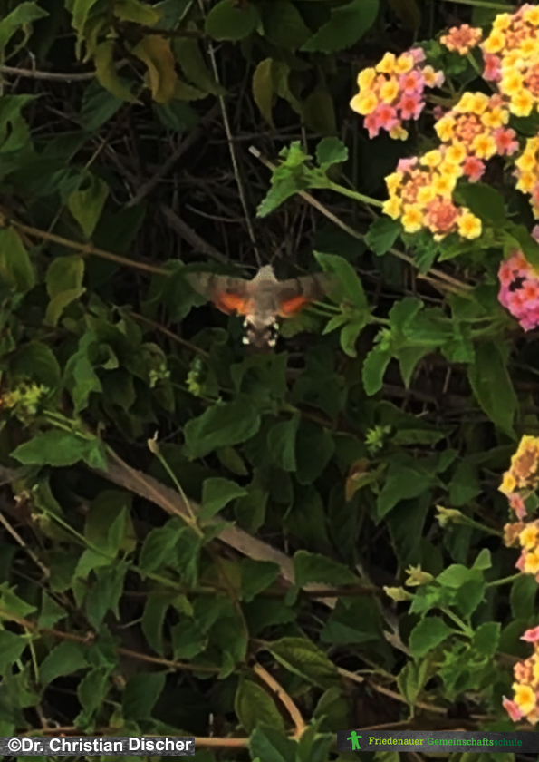 Das Taubenschwänzchen ist ein Schmetterling und wird häufig mit dem Kolibri verwechselt.