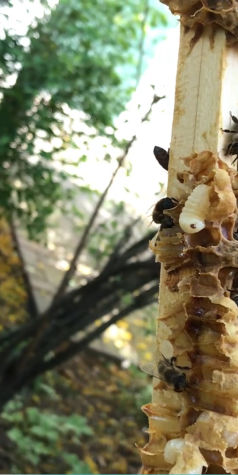 Die Varroamilbe – der größte Feind der Bienen- 2 Blogbeiträge