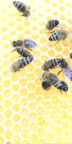 Die Bienensprache ist faszinierend!-Blogbeitrag