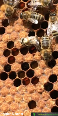Die Biene erblickt das Licht der Welt