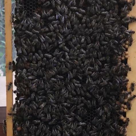Die voll besetzte Bienenwabe