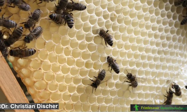 Die Bienen auf Entdeckungstour