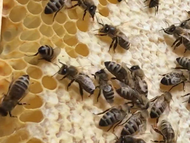 Die Honigzellen