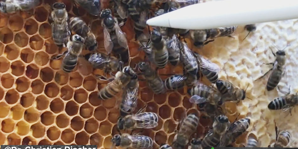 Die Gemeinschaft der Bienen - Blogbeitrag